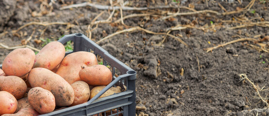 Fresh potatoes in a box in a field. Harvesting organic potatoes.nature