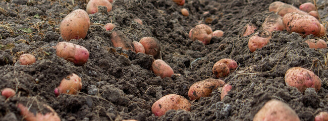 potatoes on the farm. Harvesting organic potatoes.