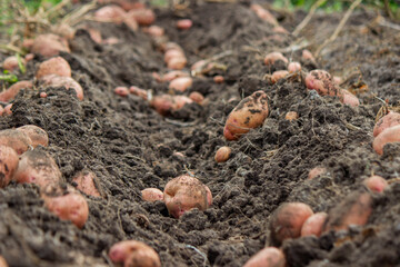 potatoes on the farm. Harvesting organic potatoes.