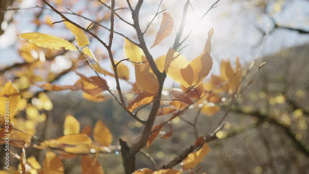 Canvas Prints slow motion of autumn leaves on a branch in october