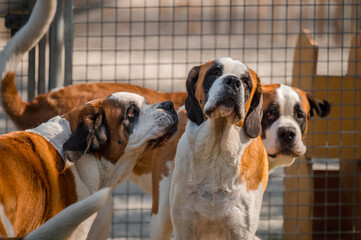 Portrait of dogs. Three white and brown Saint Bernard dogs playing. St. Bernard. Alpine Spaniel....