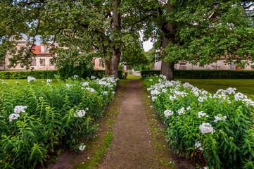 Beautiful flowers alley in the green park.  Pope manor, Latvia.