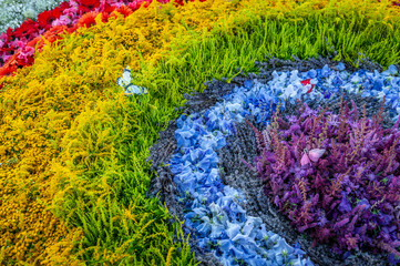Flowers background. Rainbow carpet of cut flowers. Top view. Holiday background.