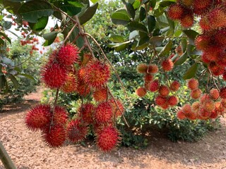 The rambutan fruit is ripe, there are so many of them that they touch the ground.