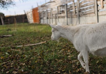 Obraz premium goat on the meadow