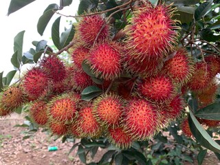The rambutan fruit is ripe, there are so many of them that they touch the ground.