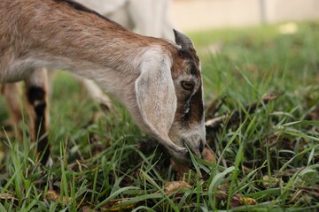 goat eating grass