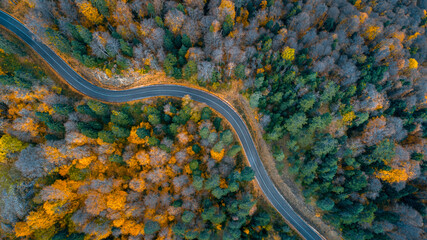 Top aerial view of winding path between trees in sunny autumn forest.