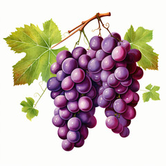 Grape Bunches Clipart isolated on white background