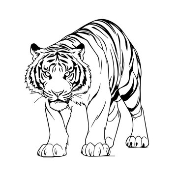 Hand Drawn Coloring Page Tiger, Coloring Pages Png