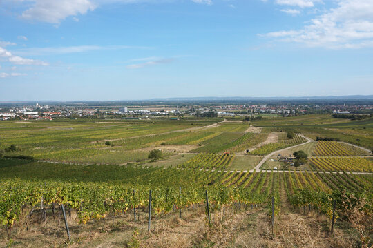  View from the vineyards to Guntramsdorf