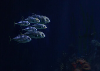 Obraz premium Shoal of Trevally fish