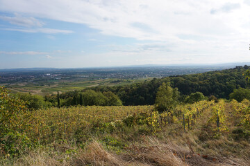 Fototapeta na wymiar View from the vineyards to Baden 