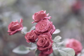 Beautiful rose close up. Natural background with a rose. Photos with vintage processing. Tinted image for interior poster, printing, wallpaper