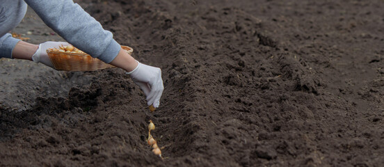 A woman plants onions on a farm. Selective focus.