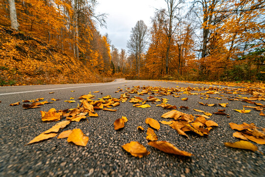 Autumn has come to the asphalt road surrounded by forest in Yedigoller. Yellowed leaves fall on the asphalt road. Bolu, Turkey.