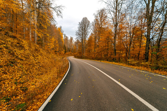 Asphalt road surrounded by yellowed trees in Yedigoller National Park. Leaves fallen on the road. Bolu, Turkey.