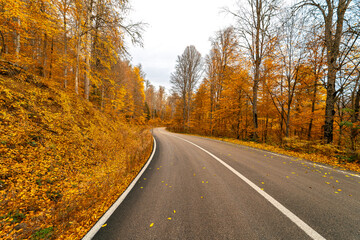 Asphalt road surrounded by yellowed trees in Yedigoller National Park. Leaves fallen on the road. Bolu, Turkey.