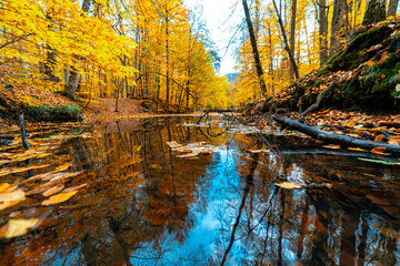 Obraz premium Landscape of autumn leaves turning orange on the water. Autumn and yellowing trees in Yedigoller. Bolu, Turkey.