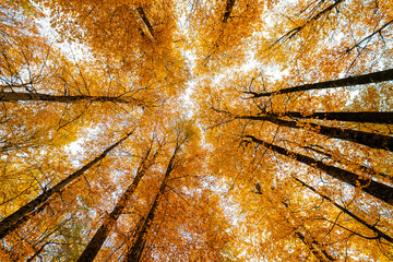 View of autumn trees from the ground. Magnificent view of the yellow forest seen from below.