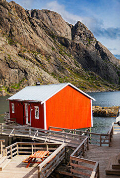 norwegian red rorbur