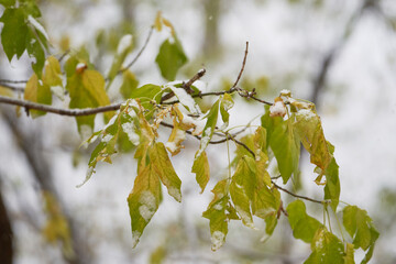 Tree branches with green leaves covered in first snow.