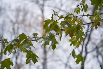 Tree branches with green leaves covered in first snow.