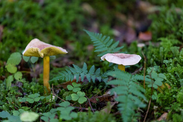mushrooms in the forest
