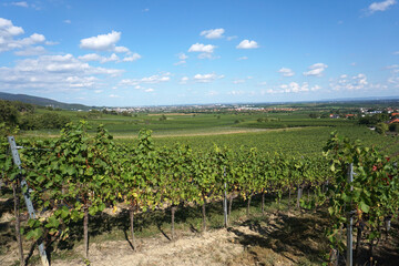 Fototapeta na wymiar View from the vineyards to Gumpoldskirchen 