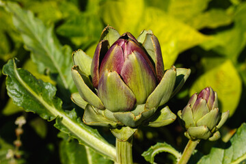 A young artichoke in the garden. Growing artichokes in the garden
