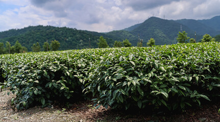 Fototapeta na wymiar High Mountain Tea Plantations in Taiwan