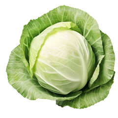 Fototapeta premium Cabbage isolated on transparent background PNG