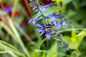 bee on lavender