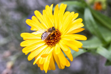 bee on flower