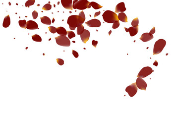 Burgundy Peach Japan Vector White Background. Fly