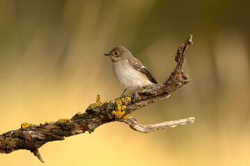 Pied flycatcher in winter plumage at the first light of an autumn day in a Mediterranean