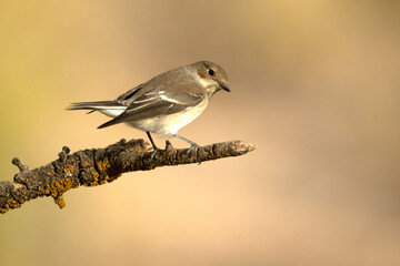 Pied flycatcher in winter plumage at the first light of an autumn day in a Mediterranean
