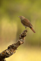 Common nightingale on a perch in an oak and pine forest with the last light of day