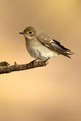 Pied flycatcher in winter plumage at the first light of an autumn day in a Mediterranean