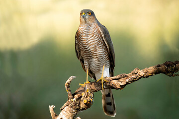 Male Eurasian sparrowhawk on his hunting vantage point in an oak and pine forest with the last light of an autumn day
