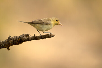 Iberian chiffchaff in a Mediterranean forest of pine and oak trees with the first light of an autumn day