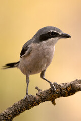 Southern gray shrike on its hunting perch within a Mediterranean oak and pine forest with the last light of a winter day