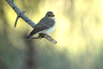 Spotted flycatcher at first light of an autumn day in a pine and oak forest