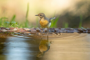 young Gray wagtail at a water point at the first light of an autumn day in an oak forest