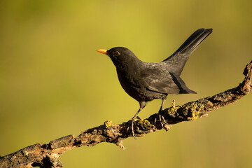 Common blackbird male on an autumn day in a Mediterranean forest with the last lights of the...