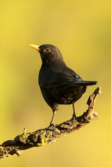Common blackbird male on an autumn day in a Mediterranean forest with the last lights of the afternoon