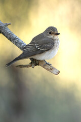 Spotted flycatcher at first light of an autumn day in a pine and oak forest