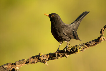 Common blackbird next to a natural water point in a Mediterranean pine and oak forest in the last light of the evening.