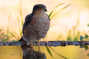 Male Eurasian sparrowhawk bathing at a water point in a Mediterranean forest before the sun rise