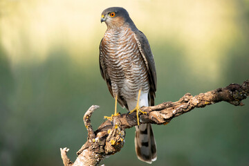 Male Eurasian sparrowhawk on his hunting vantage point in an oak and pine forest with the last light of an autumn day